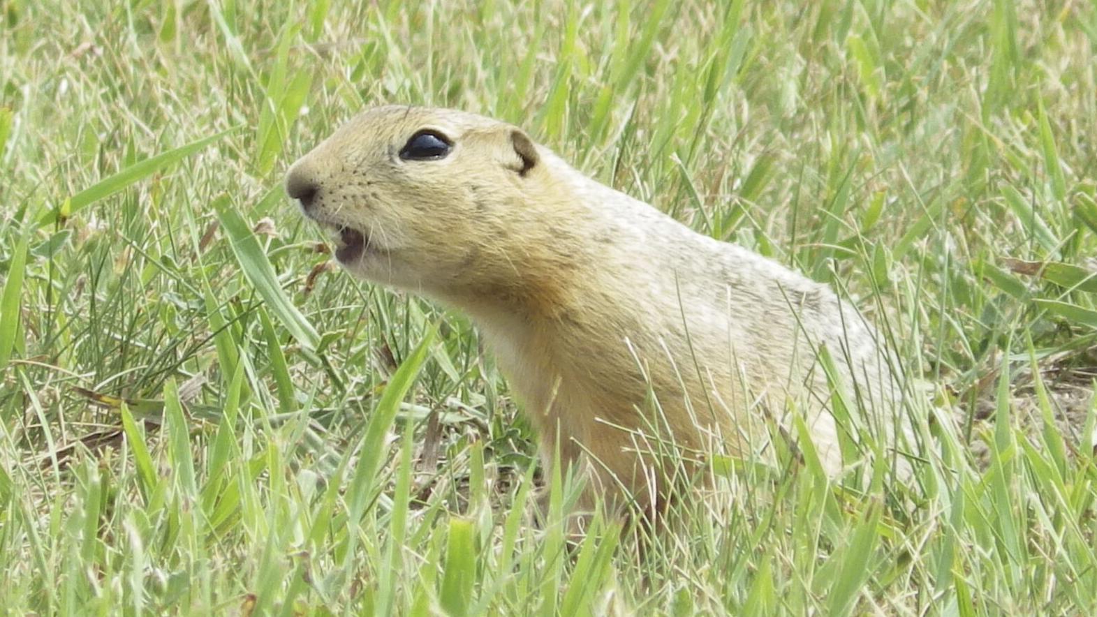 Ground squirrels are taking over a North Dakota city. Officials are not amused